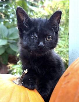 Frankie -  Domestic Medium Hair Cat for Adoption in Larkfield-wikiup, California - Frankie | PetCurious