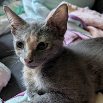 Artemis -  Domestic Short Hair Cat for Adoption - Artemis | PetCurious