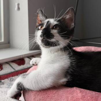 Jairo -  Domestic Short Hair Cat for Adoption in San Antonio, Texas - Jairo | PetCurious