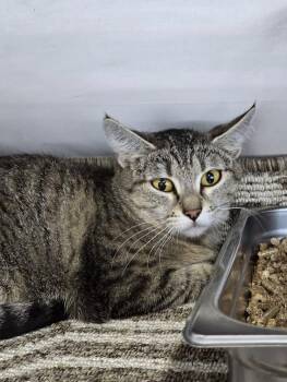 Domestic Short Hair Cats Available for Adoption in Prineville, Oregon - Bunny | PetCurious