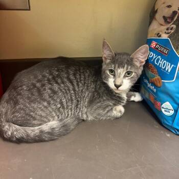 Vessel -  Domestic Short Hair Cat for Adoption in Columbus, Georgia - Vessel | PetCurious
