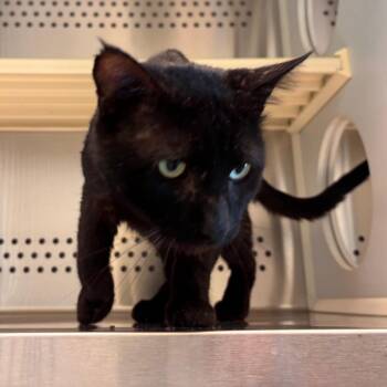 Panther -  Domestic Short Hair Cat for Adoption in Norman, Oklahoma - Panther | PetCurious