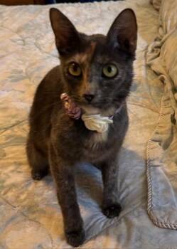 Mama Ellie -  Tortoiseshell Cat for Adoption in Maitland, Florida - Mama Ellie | PetCurious