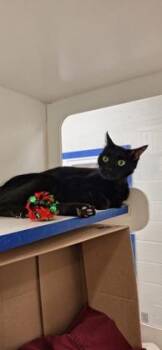 Baby Girl -  Domestic Short Hair Cat for Adoption in Vero Beach, Florida - Baby Girl | PetCurious