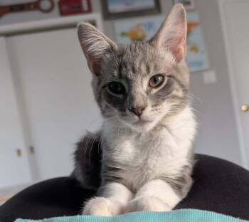 Rescue Domestic Short Hair Cats for Adoption in Mount Laurel Township, New Jersey - Trouble Branch | PetCurious