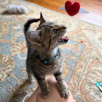 Chunky Monkey -  Domestic Short Hair Cat for Adoption in Gibsonia, Pennsylvania - Chunky Monkey | PetCurious