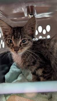 Rescue Domestic Medium Hair and Domestic Short Hair Cats for Adoption in Atlanta, Georgia - Oliver | PetCurious