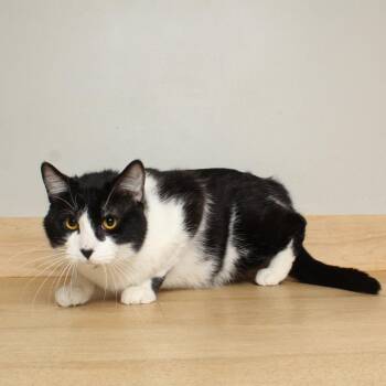 Domestic Short Hair Cats Available for Adoption in Minnetonka, Minnesota - Pluto C69221 | PetCurious
