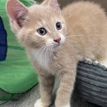 Hazy -  Tabby and Domestic Short Hair Cat Available for Adoption in UNIVERSITY PA, Maryland - Hazy | PetCurious