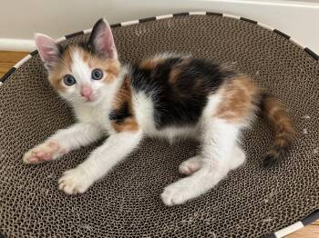 Calico Cats Available for Adoption in Walnut Creek, California - Rexi | PetCurious