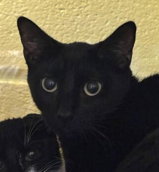 Lillian -  Domestic Short Hair Cat for Adoption in Golden, Colorado - Lillian | PetCurious