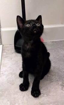 Jim -  Domestic Short Hair Cat for Adoption in Zephyrhills, Florida - Jim | PetCurious