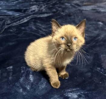 CHIC -  Siamese and Domestic Short Hair Cat for Adoption in Harrison, Michigan - CHIC | PetCurious