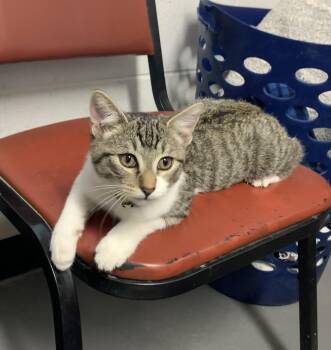 Rescue Domestic Short Hair Cats for Adoption in Bisbee, Arizona - Cyborg | PetCurious