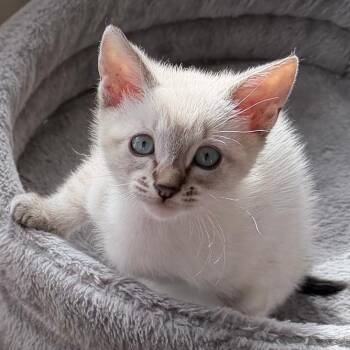 GLIMMER -  Domestic Short Hair Cat Available for Adoption in Richmond, California - GLIMMER | PetCurious