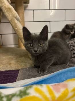 Rescue Domestic Short Hair Cats for Adoption in Louisville, Kentucky - George | PetCurious