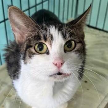 Domestic Short Hair Cats Available for Adoption - Mira | PetCurious