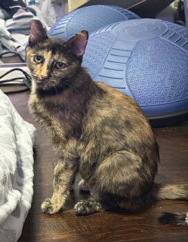 Rescue Tortoiseshell and Domestic Short Hair Cats for Adoption in Nashville, Tennessee - Lucy Jane | PetCurious