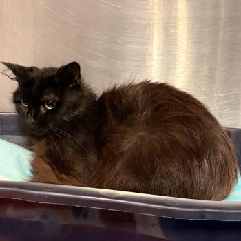 Belladona -  Domestic Medium Hair Cat for Adoption in Franklin, North Carolina - Belladona | PetCurious