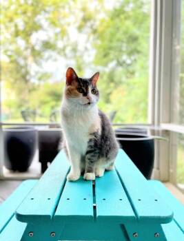 Domestic Short Hair Cats Available for Adoption - Maple | PetCurious