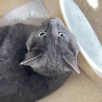 Wolf -  Domestic Short Hair Cat for Adoption in Philadelphia, Pennsylvania - Wolf | PetCurious