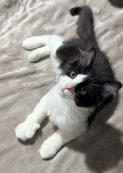 Rescue Domestic Medium Hair Cats for Adoption in Columbus, Minnesota - Relic | PetCurious