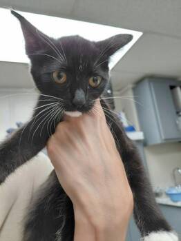 MING MING -  Domestic Short Hair Cat for Adoption in Conway, Arkansas - MING MING | PetCurious