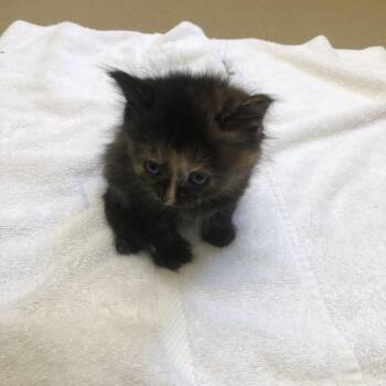 Elvira -  Domestic Short Hair Cat for Adoption in Burlington, Ontario - Elvira | PetCurious