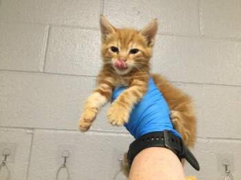 Domestic Short Hair Cats Available for Adoption in Thousand Palms, California - A1917862 | PetCurious