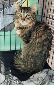 Lauren -  Maine Coon and Domestic Long Hair Cat for Adoption in Chicago, Illinois - Lauren | PetCurious