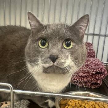 Rainy -  Domestic Short Hair Cat for Adoption in Salt Lake City, Utah - Rainy | PetCurious