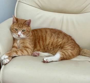 Rescue Domestic Short Hair Cats for Adoption in Cleveland, Ohio - Maxx | PetCurious