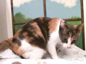 Domestic Short Hair Cats Available for Adoption in Houston, Texas - SALOME | PetCurious