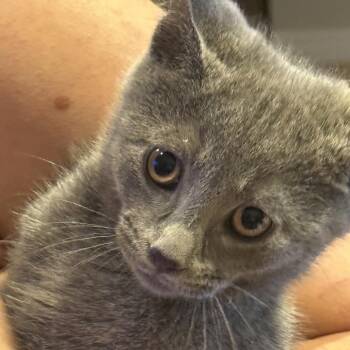 Homer -  Domestic Short Hair Cat for Adoption - Homer | PetCurious
