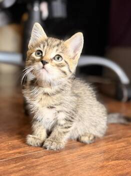 Amber -  Tabby Cat for Adoption in West Hollywood, California - Amber | PetCurious