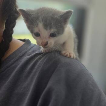 Domestic Short Hair Cats Available for Adoption in Chapel Hill, North Carolina - Rey | PetCurious