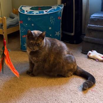 Domestic Short Hair Cats Available for Adoption in Abingdon, Maryland - 0725-182 KKFR Darling | PetCurious