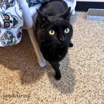 Lucky -  Domestic Short Hair Cat for Adoption in Cheyenne, Wyoming - Lucky | PetCurious