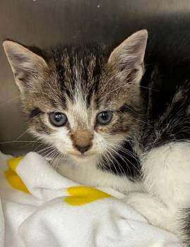 Pixel -  Domestic Short Hair Cat Available for Adoption in Hartsville, South Carolina - Pixel | PetCurious