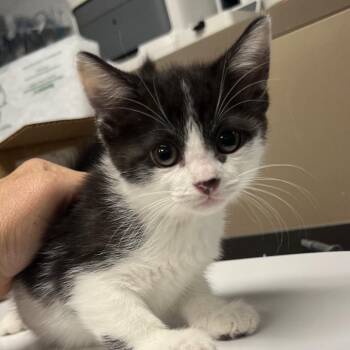 Morsel -  Domestic Short Hair Cat for Adoption in Owosso, Michigan - Morsel | PetCurious