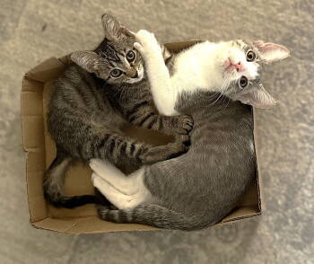 Rescue Tabby Cats for Adoption in Fort Myers, Florida - Ivy | PetCurious