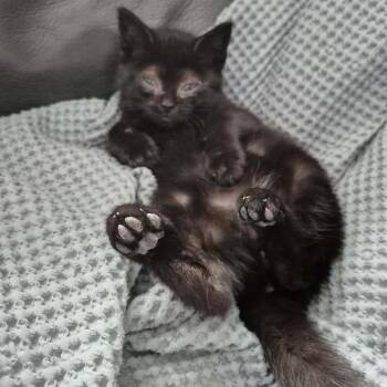 Domestic Short Hair Cats Available for Adoption - Olympus | PetCurious