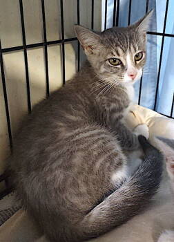 Rescue Domestic Short Hair Cats for Adoption in Albemarle, North Carolina - Dusty (SCHS) | PetCurious