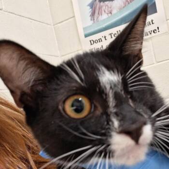 Blaze -  Domestic Short Hair Cat for Adoption in Auburn, Alabama - Blaze | PetCurious