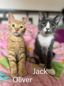 Oliver & Jack -  Domestic Short Hair Cat for Adoption in Hudson, New York - Oliver & Jack | PetCurious