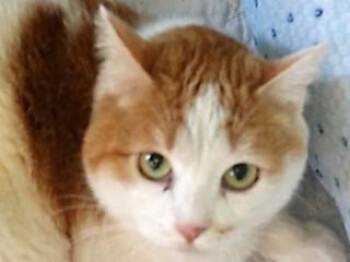Rescue Domestic Short Hair Cats for Adoption in Butte, Montana - Lilly | PetCurious