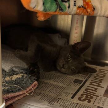 Tom Foolery -  Domestic Short Hair Cat for Adoption in Charlottesville, Virginia - Tom Foolery | PetCurious