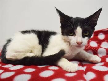 CANNON -  Domestic Short Hair Cat for Adoption in Sacramento, California - CANNON | PetCurious