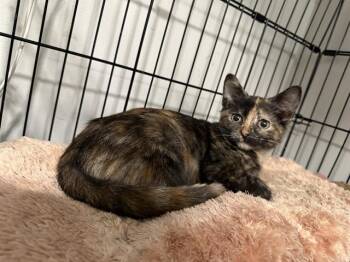 ASHA -  Domestic Short Hair Cat for Adoption in Louisville, Kentucky - ASHA | PetCurious