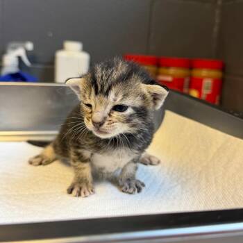 Custard -  Domestic Short Hair Cat for Adoption in Tuscaloosa, Alabama - Custard | PetCurious